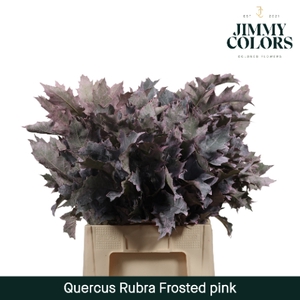 Quercus Rubra L60 Klbh. frosted roze