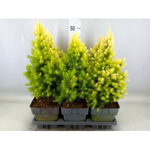 Picea glauca