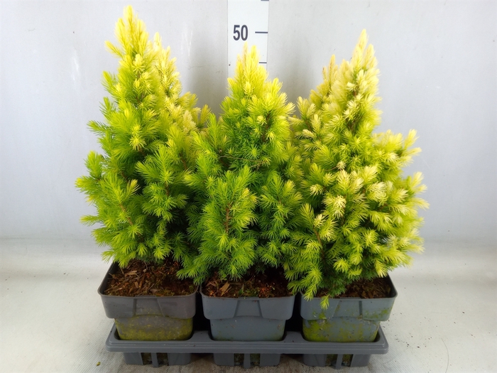 <h4>Picea glauca</h4>