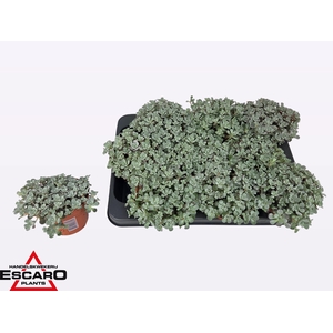 SEDUM SP CAPE BLANCO