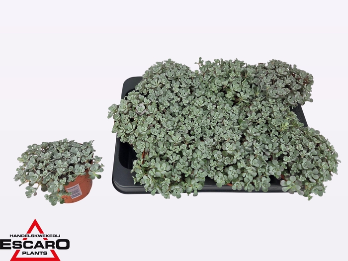 <h4>SEDUM SP CAPE BLANCO</h4>
