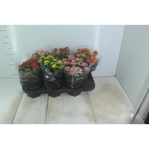 KALANCHOE DOBRADO P15