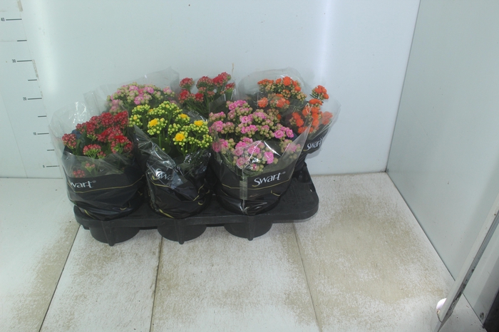 <h4>KALANCHOE DOBRADO P15</h4>