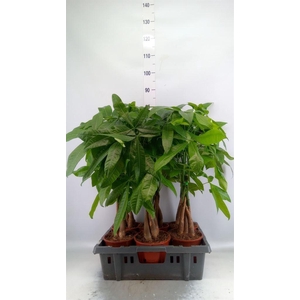 Pachira aquatica
