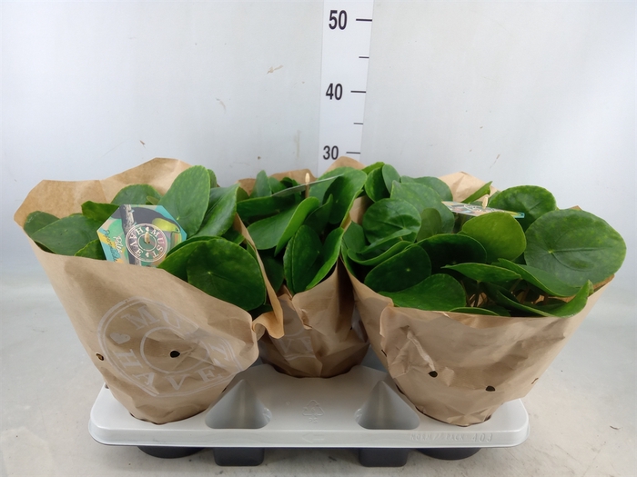 <h4>Pilea peperomoides</h4>