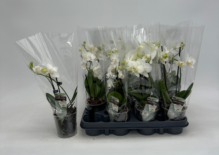 <h4>PHAL OV WIT</h4>