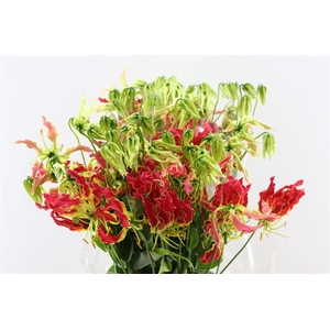 Gloriosa Southern Wind