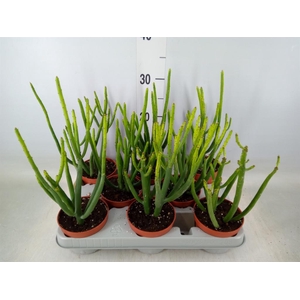 Euphorbia aeruginosa