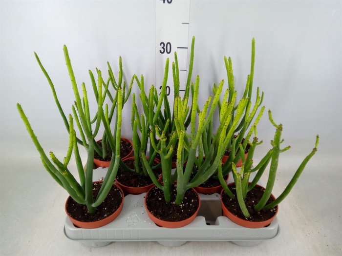 <h4>Euphorbia aeruginosa</h4>