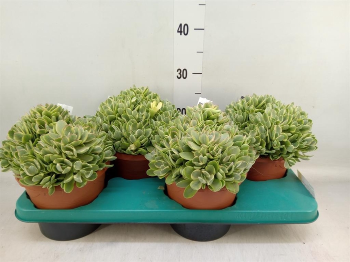 <h4>Crassula   ...</h4>