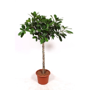 Ficus Cyathistipula