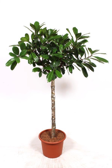 <h4>Ficus Cyathistipula</h4>