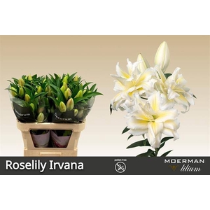 LI OR DU RL IRVANA