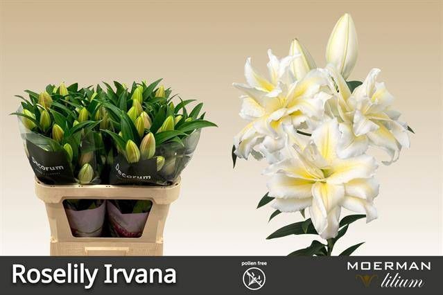 <h4>LI OR DU RL IRVANA</h4>