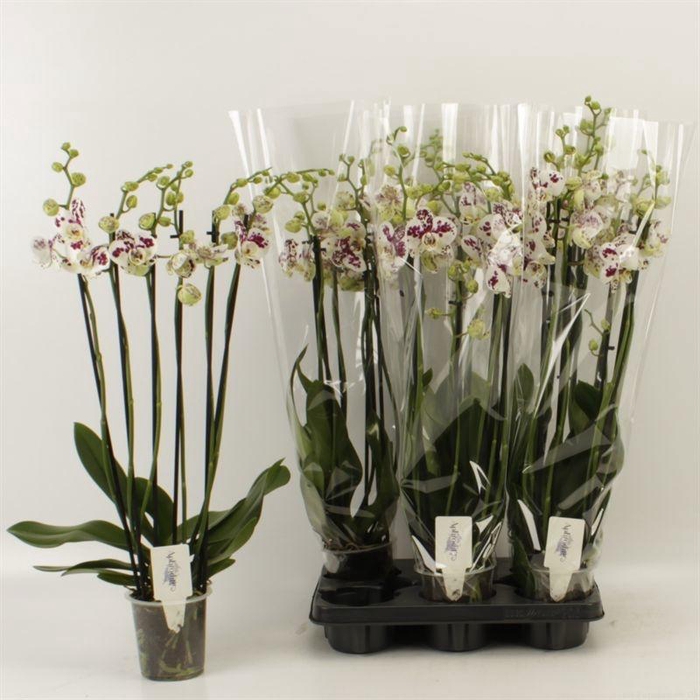 <h4>PHAL AN MARRAKESH</h4>