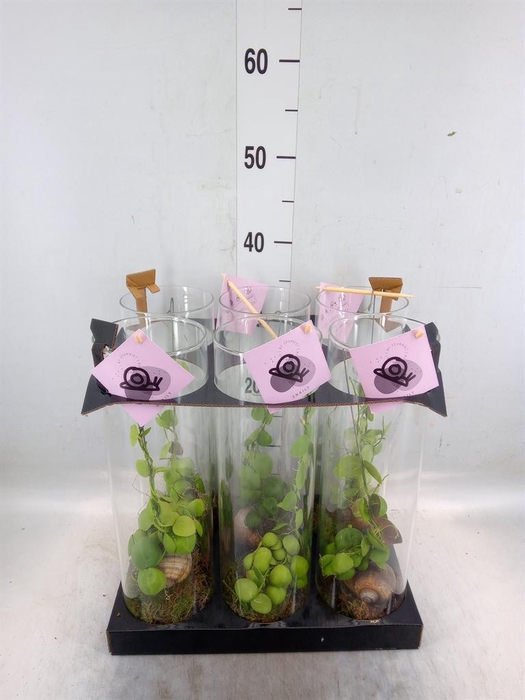 <h4>Arr.  Dischidia</h4>