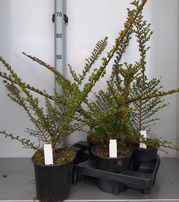 <h4>COTON HORIZONTALIS</h4>