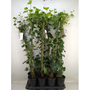 Hedera hibernica