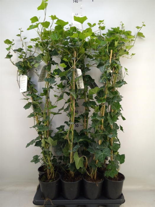 <h4>Hedera hibernica</h4>