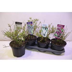 arr8 Budd Davidii Ov