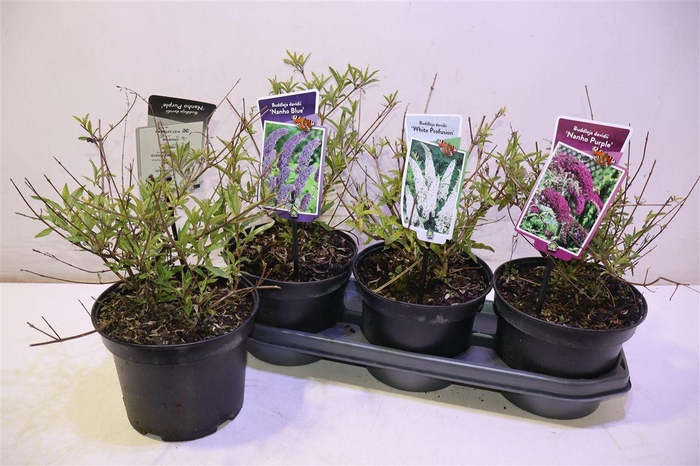 <h4>arr8 Budd Davidii Ov</h4>