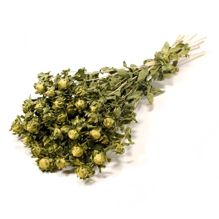 <h4>Bidens (carthamus) Natural Green</h4>