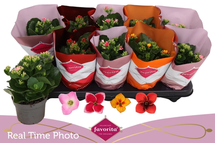 <h4>KAL EN GEM 4 KL</h4>