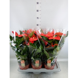 Anthurium andr. 'Florida'