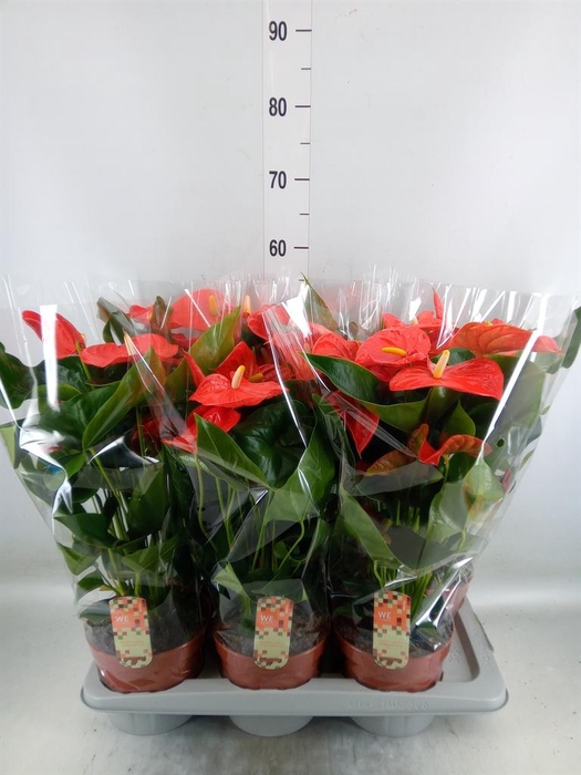 <h4>Anthurium andr. 'Florida'</h4>
