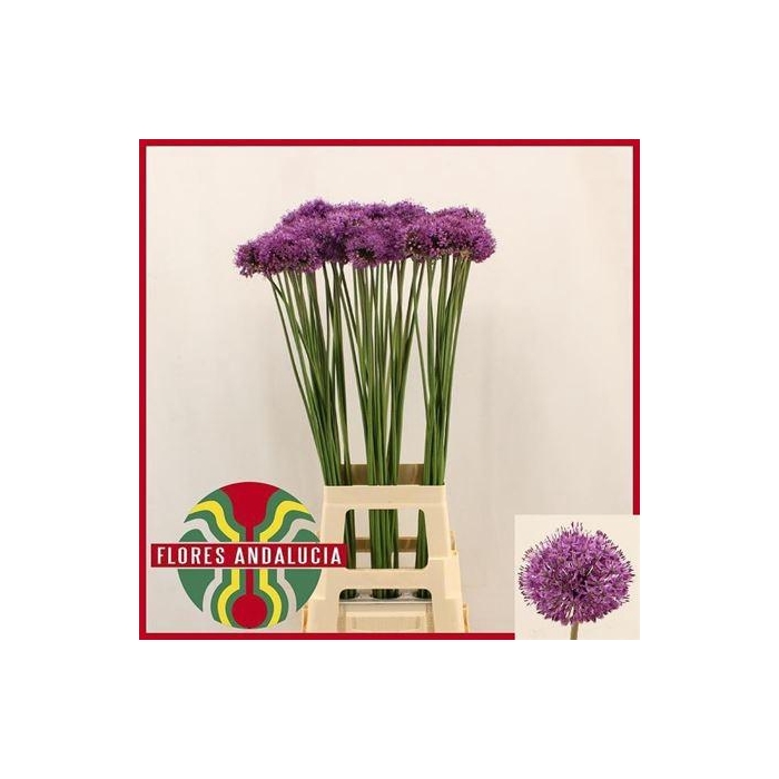 <h4>Allium Gladiator</h4>