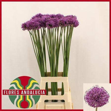 <h4>Allium Gladiator</h4>