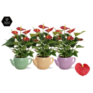 Anthurium Diamond Red in Emily ceramics