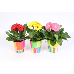 Gerbera Gemengd belicht 2+bl 12cm in potlood beker