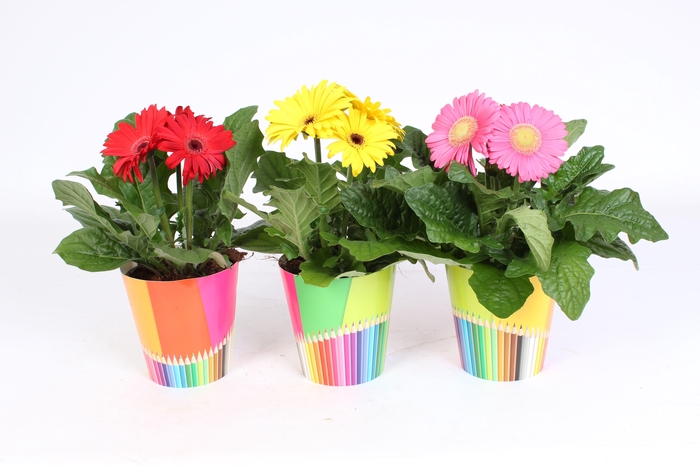 <h4>Gerbera Gemengd belicht 2+bl 12cm in potlood beker</h4>