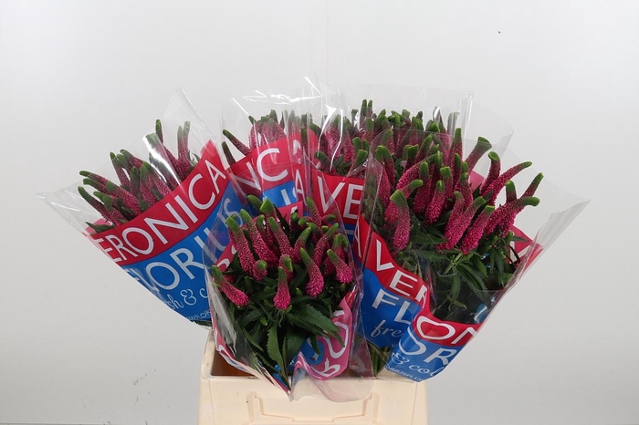 <h4>Veron Smart Iselle</h4>