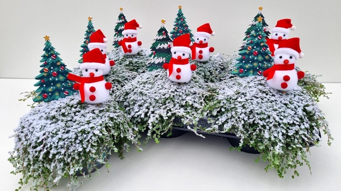 <h4>SOLEI SOL GROEN</h4>