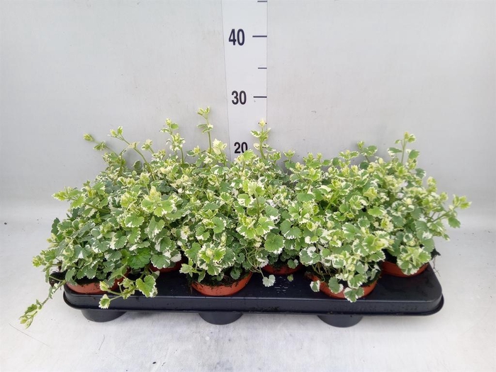 <h4>Nepeta   ...</h4>