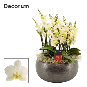 Nero dazzling Lausanne 9+ tak symphony (Deco-collection)