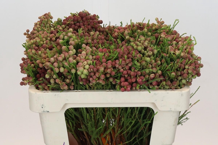 <h4>Kaaps Groen Lanuginosa Peanut</h4>