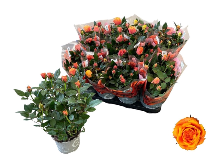 <h4>RO FIREBIRD KORD GR</h4>