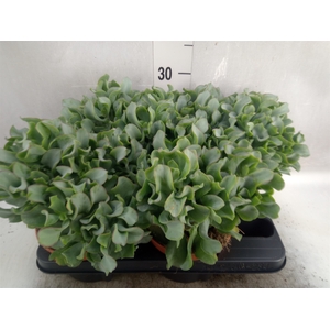 Crassula arborescens subsp. undilat