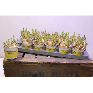 arr8 Narc O Tete A Tete