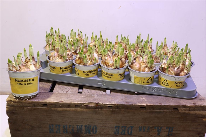 <h4>arr8 Narc O Tete A Tete</h4>