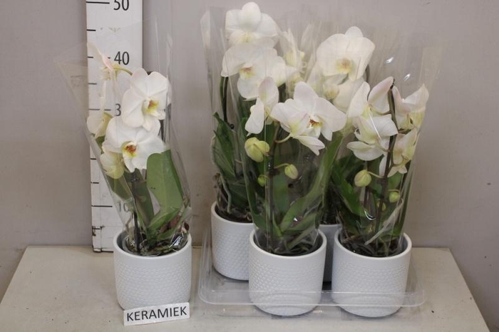 <h4>ARR PHAL 1 TAK</h4>