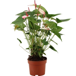 Anthurium Amalia Elegance in transparant sleeve