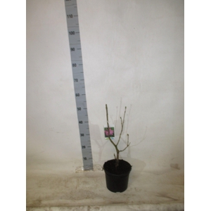 SYRI V KATHERINE HAV