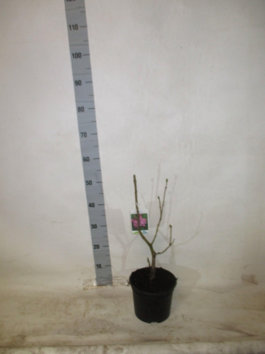 <h4>SYRI V KATHERINE HAV</h4>