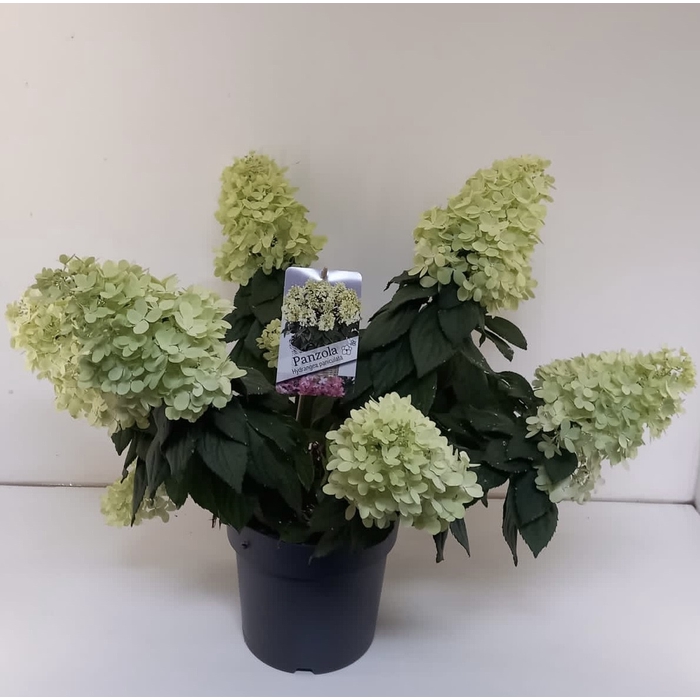 <h4>Hydrangea paniculata Pandora</h4>