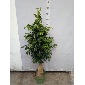 Ficus benja. 'Danielle'