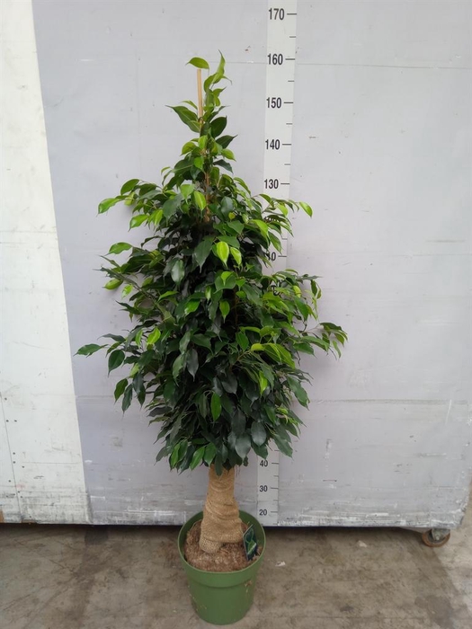 <h4>Ficus benja. 'Danielle'</h4>